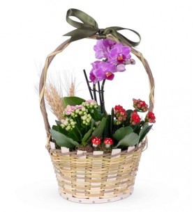 sepette mini orkide ve renkli çiçekler